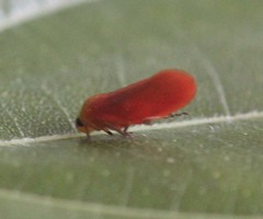 Eoscarta borealis