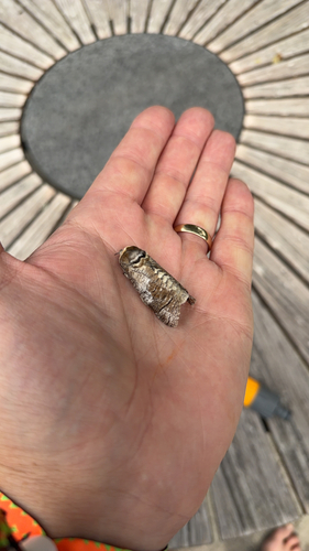 Goat Moth