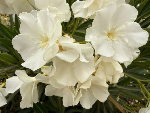 oleander