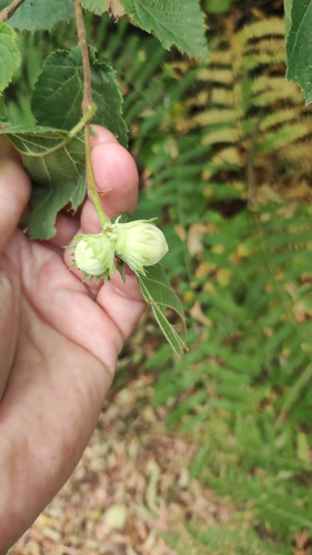 common hazel