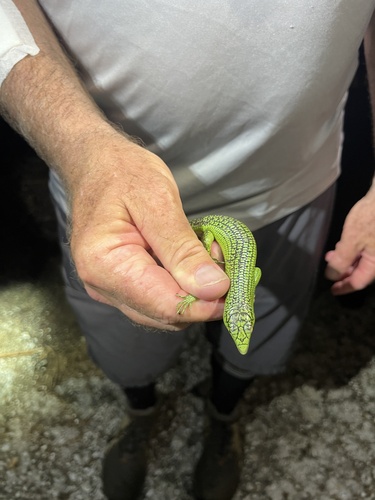 Lamprolepis smaragdina observed 2026-06-29