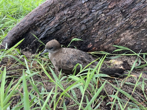 Puffinus pacificus observed 2026-06-17