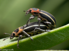 Eudiagogus episcopalis