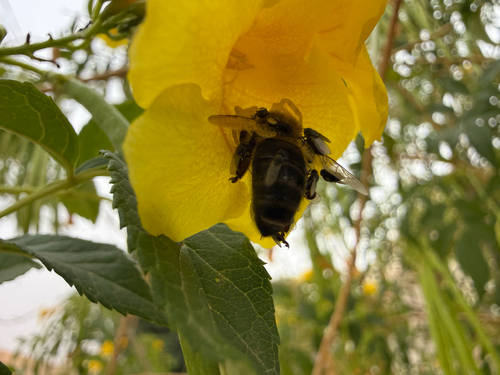 Western Honey Bee