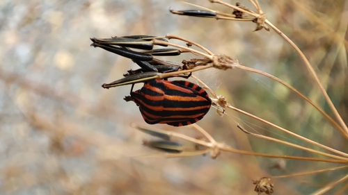 Continental Striped Shield Bug