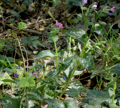 Pulmonaria officinalis