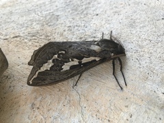 Abantiades argentata