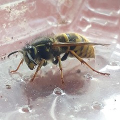 Vespula vulgaris