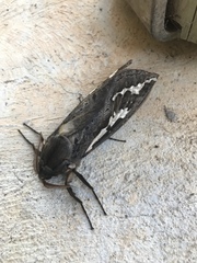 Abantiades argentata