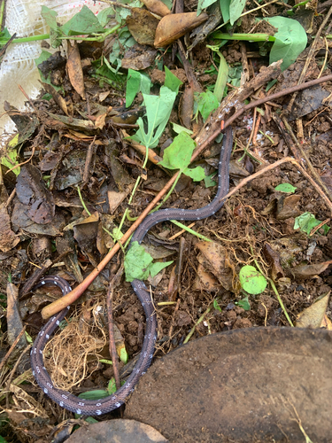 Philippine [banded or striped] Coral Snake, Calliophis philippinus