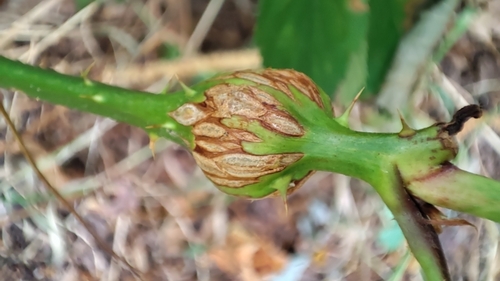 Raspberry gall midge