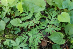 Dicentra cucullaria