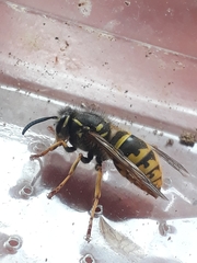 Vespula vulgaris