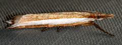Fernandocrambus harpipterus