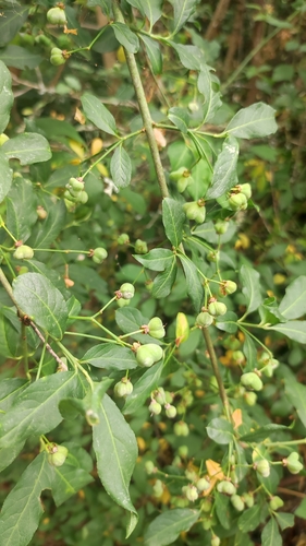 Spindle