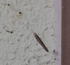 Leptocerus americanus
