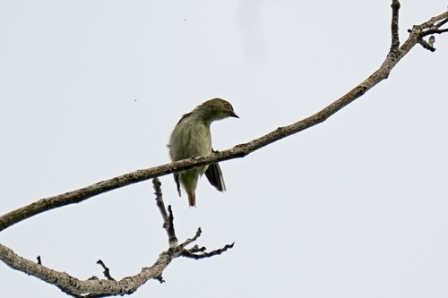 Thick-billed Flowerpecker (Pachyglossa agilis), photo 5