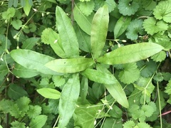 Quercus