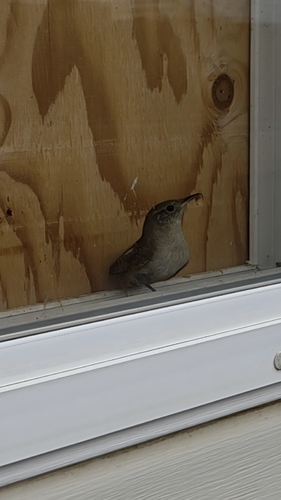 Northern House Wren