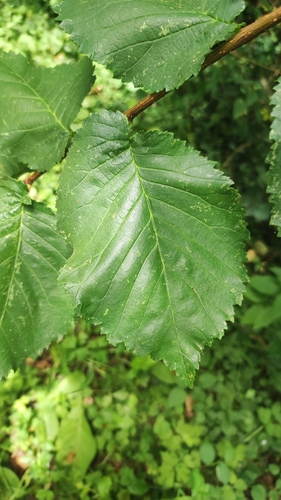 Field Elm