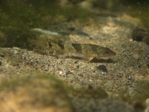 Apron (Zingel asper) — Percidae