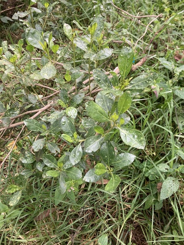Baccharis macrantha