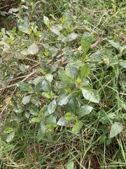 Baccharis macrantha, photograph (c) julianazuluaga-carrero, some rights reserved (CC BY-SA)