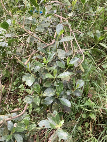 Baccharis macrantha, photograph 2
