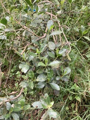 Baccharis macrantha, photograph (c) julianazuluaga-carrero, some rights reserved (CC BY-SA)