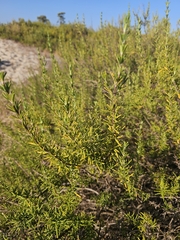 Rosemary