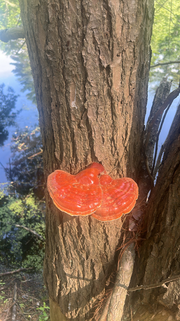 hemlock varnish shelf · July 2026 · photo: Photo: (c) Wyatt Sibilia, some rights reserved (CC BY) · iNaturalist