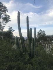 Trichocereus bridgesii