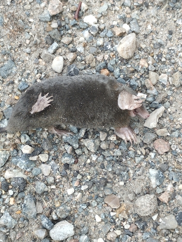 European Mole