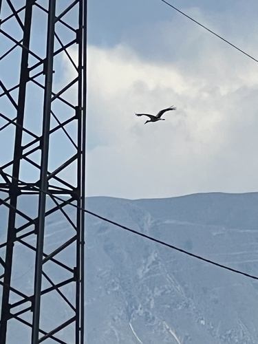 White Stork