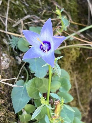 Campanula versicolor