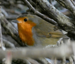 Erithacus rubecula