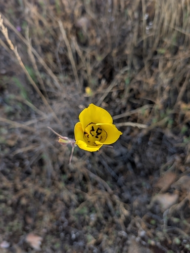 Calochortus clavatus, photograph 3