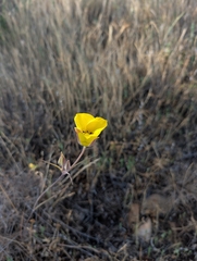 Calochortus clavatus, photograph (c) Jacob Saucier, some rights reserved (CC BY)