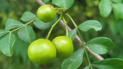 Harrisonia perforata observed 2026-06-28