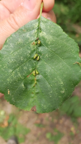alder vein angle gall