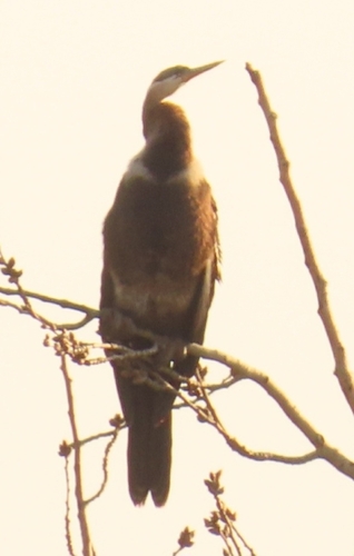 African Darter