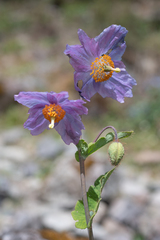 Himalayan Blue Poppy (Meconopsis betonicifolia)
