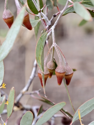 Eucalyptus erythronema, 2026-06-28
