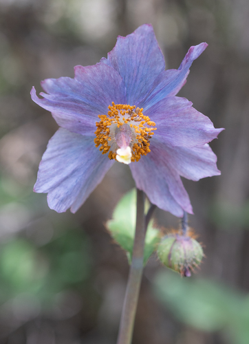 Himalayan blue poppy