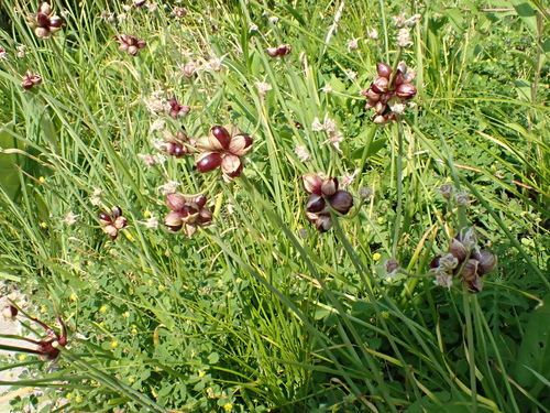 Allium canadense, photograph 6