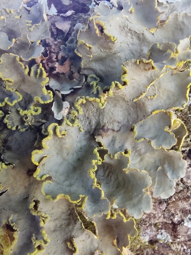 Gold Specklebelly Lichen
