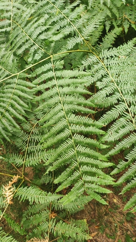 common bracken