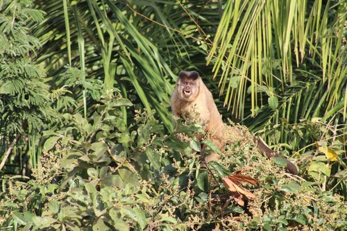 Black-striped Capuchin