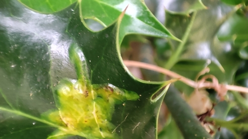 European Holly Leafminer