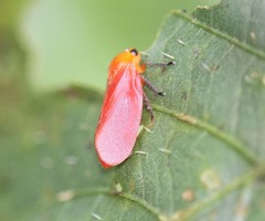 Eoscarta borealis